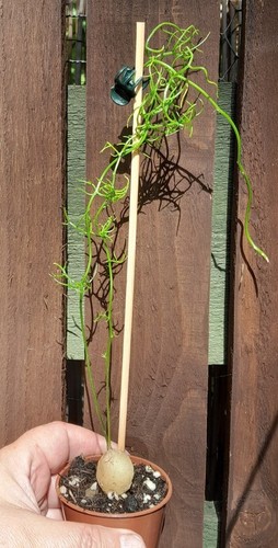 Bowiea volubilis climbing - bowiea,