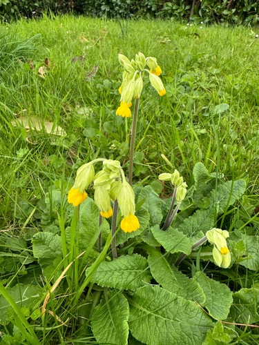 Primula veris cowslip - cowslip, 6