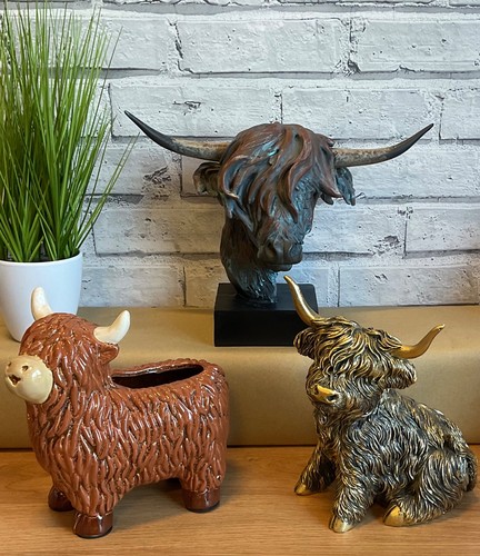 Slight seconds highland - *slight, cow