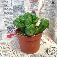 Euphorbia tubiglans Live Succulent, 10.5cm Potted Plant, Low Maintenance Indoor