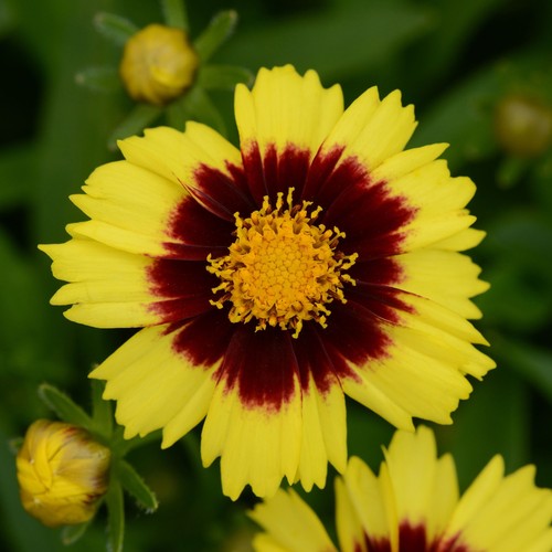 Tickseed coreopsis uptick - coreopsis,