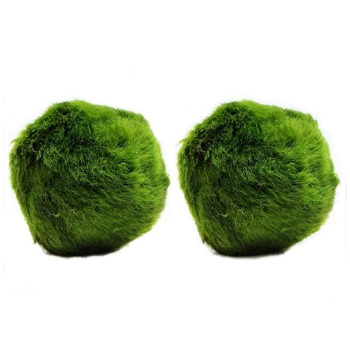 K2aqua large marimo moss - 2,