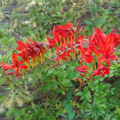 Crocosmia lucifer 9cm - lucifer, x