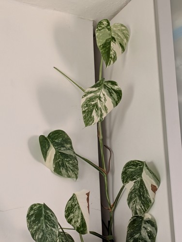 Rare variegated monstera - rare!,