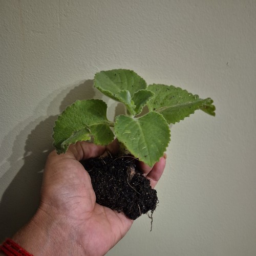 Organic indian ajwain - 2, /