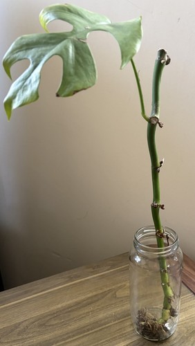 Mini monstera plant - mini,