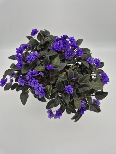 Trailer african violet - trailer,