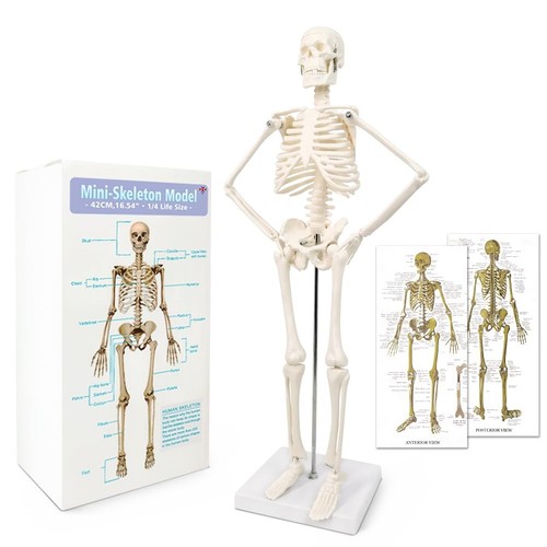 Scientific mini human - mini, skeleton
