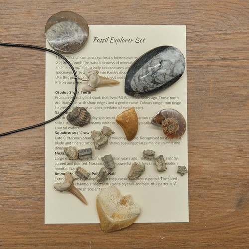 Genuine fossils gift set for - fossils,