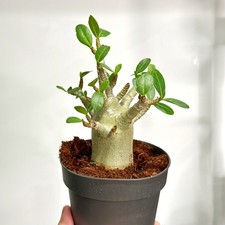 Medium Desert Rose, Adenium Obesum – 12cm Pot | Mini Caudex Bonsai Plants
