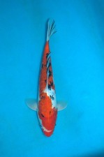 12" Doitsu Sanke Koi Carp  A**