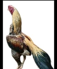 Irani Gold Crown Aseel Asil