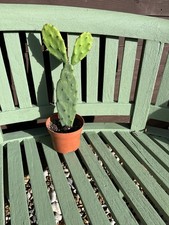 Opuntia Vulgaris Prickly Pear Cactus