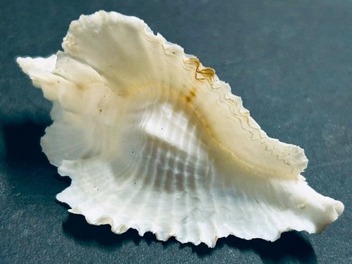 Murex timbellus bednalli - timbellus,
