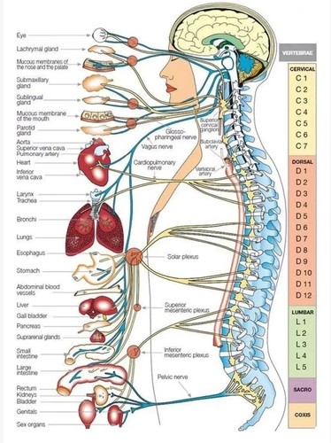 Functions level spinal - by, of