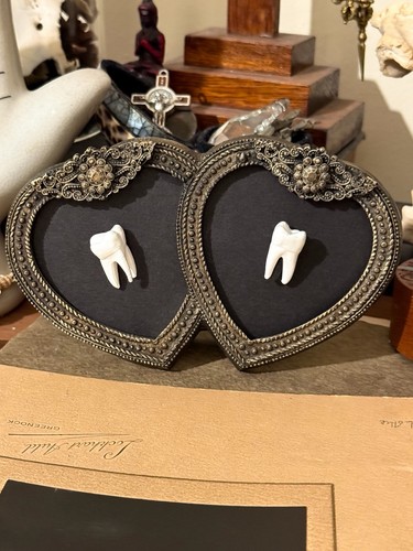 Human molar tooth frame - human,
