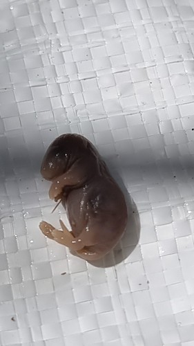Fetal mouse wet specimen - , vial