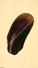 BRITISH SHELLS 1804 - GREAT MUSSEL. PRINT : A MODERN COLOUR REPRINT OF AN ORIGI