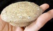 HEAD PATE for ANTIQUE DOLL