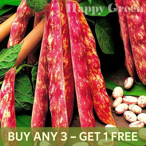 Vegetable dwarf italian - vegetable,