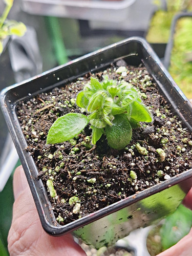 Cephalotus folicularis well - cephalotus,