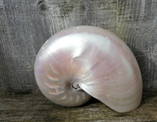 Large Nautilus Pearlised Sea