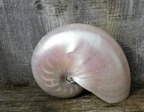 Large nautilus pearlised sea - nautilus,