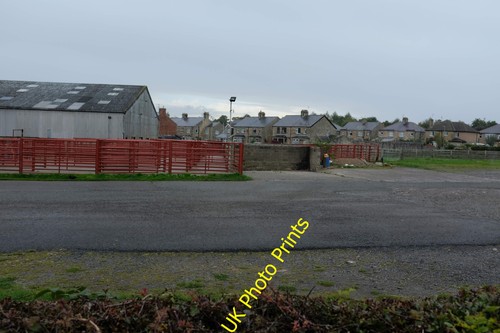 Photo cattle market the - a3,