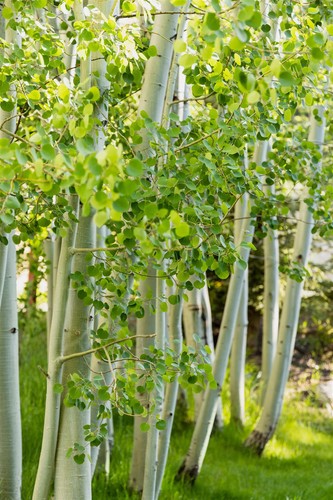 6ft betula jacquemontii - 3x,