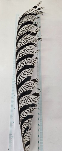Lady amherst pheasant - pheasant, "