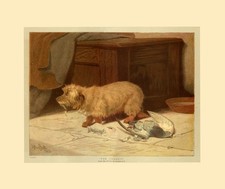 DANDIE DINMONT TERRIER Dog