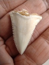 1 3/8” Modern Great white shark tooth, UPPER JAW PRINCIPAL USA Shipping Only 