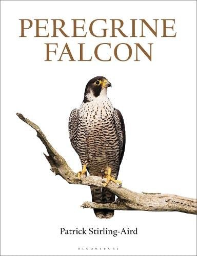 Peregrine falcon patrick - peregrine, falcon,patrick