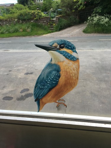 Window cling kingfisher bird - window,