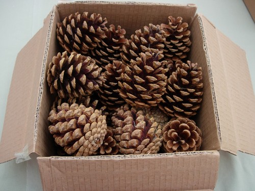 Pine fir cones - 24, pine/fir