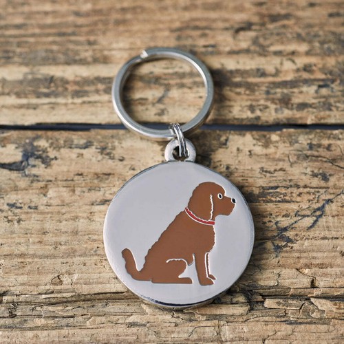 Sweet william cockapoo dog - william,