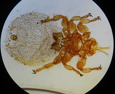 Antique  Microscope Slide.   Sheep Tick