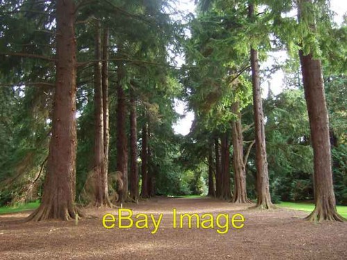 Photo 6x4 old pinetum scone - photo,
