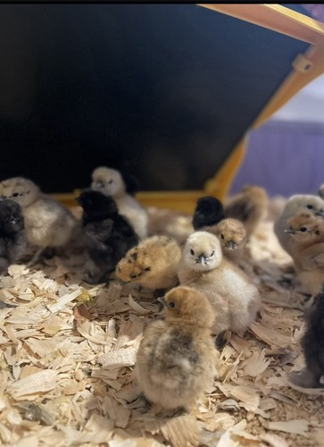Silkie chicken hatching - 6+1,