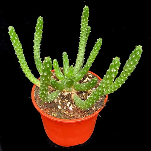 Medusa head euphorbia - medusa’s,