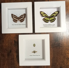 Real Framed Insects Set In 3 Separate White Wood Frames Taxidermy/Entomology New