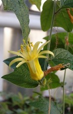 Passiflora Citrina Rare