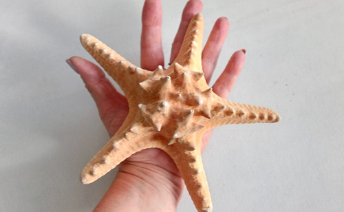 Genuine giant starfish knobby - giant,