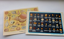 Florida Sea Shells 2 x Vintage