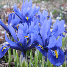 Iris Reticulata Mixed Indoor