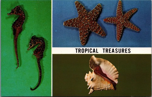 Tropical treasures florida - treasures,