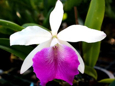 Rare Cattleya  / Rlc Sanyo