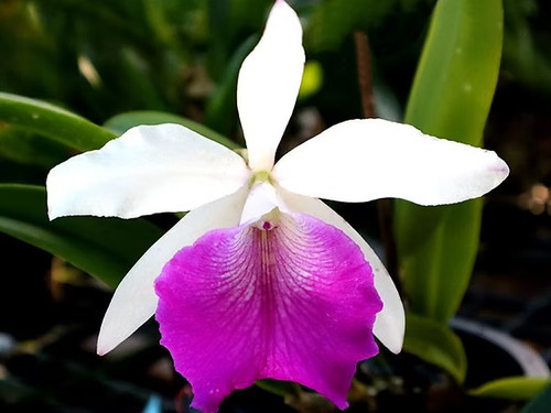 Rare cattleya rlc - /, sanyo