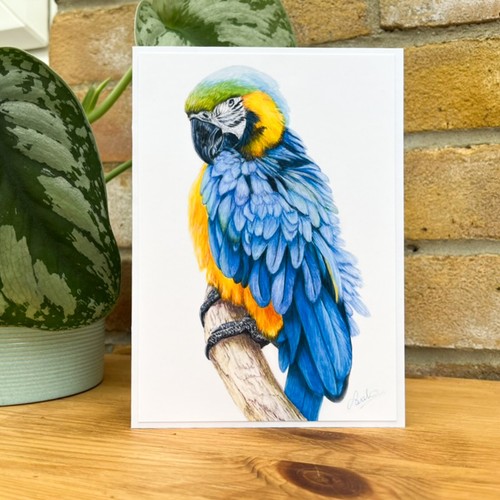 Blue and gold macaw art - and,