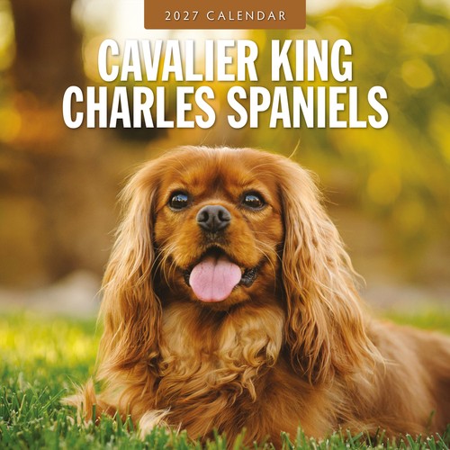Cavalier king charles - cavalier,